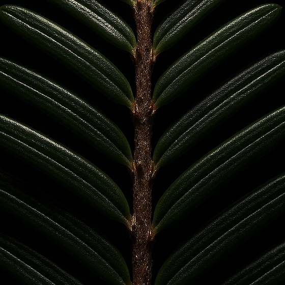 Zwarte hemlock of Tsuga perfume ingredient