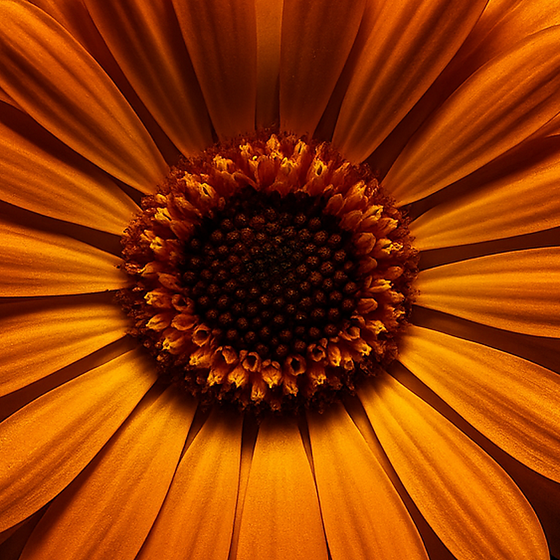 Ringelblume perfume ingredient
