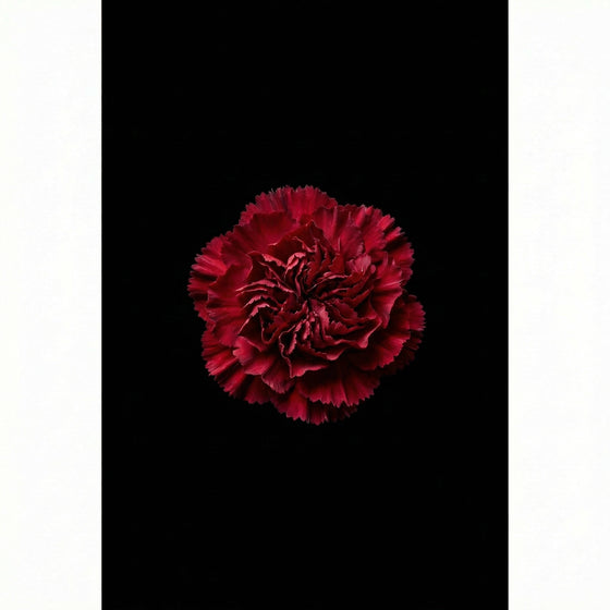 카네이션 perfume ingredient