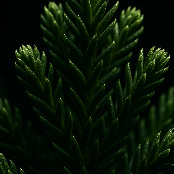 Nadelbaum perfume ingredient