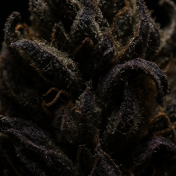Donker Patchouli perfume ingredient