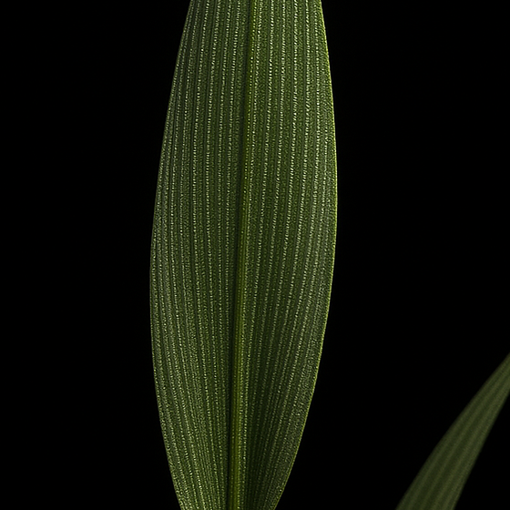 Deer Tongue Grass perfume ingredient