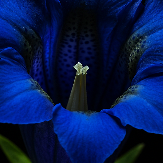 Encian perfume ingredient