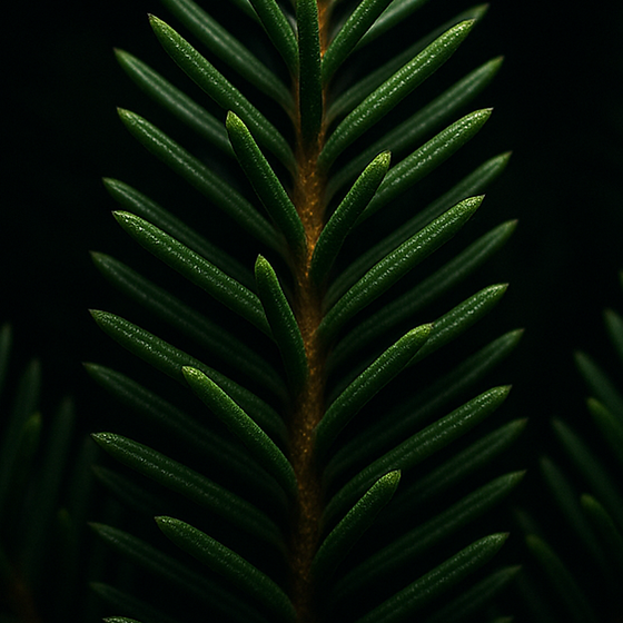 Evergreen perfume ingredient