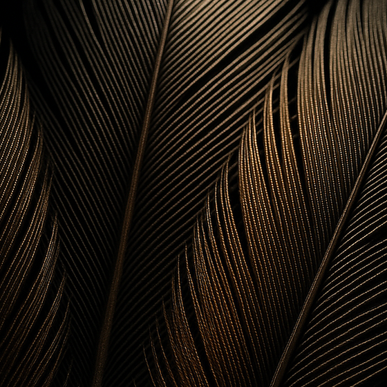 Plumas perfume ingredient
