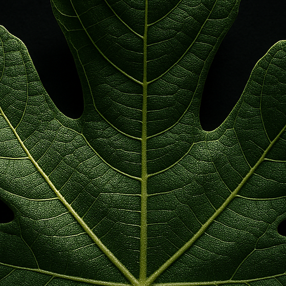 Feigenblatt perfume ingredient