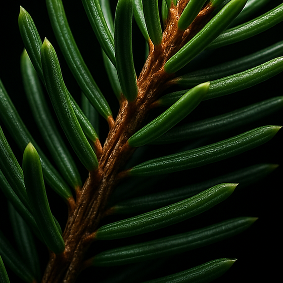Frisch Immergrün perfume ingredient