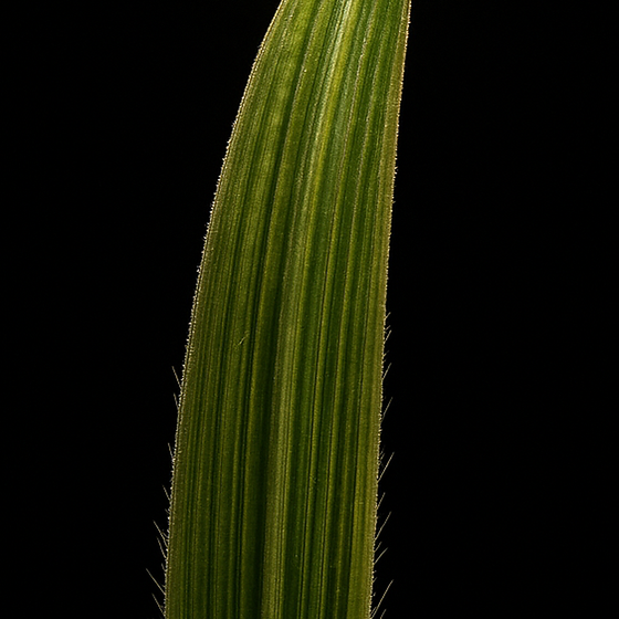Hierba de jengibre perfume ingredient