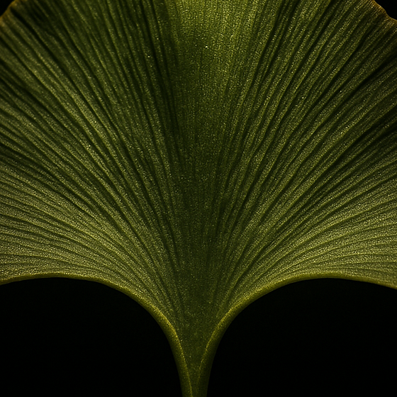 Ginkgo perfume ingredient