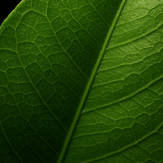 Foglia di Pompelmo perfume ingredient