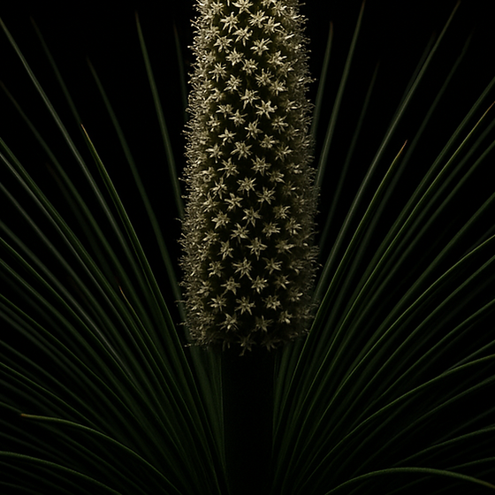 Grass Tree perfume ingredient
