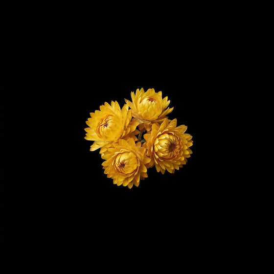 Immortelle perfume ingredient