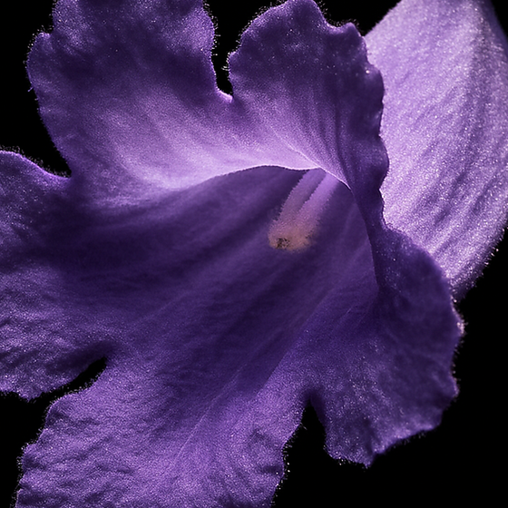Jacaranda perfume ingredient