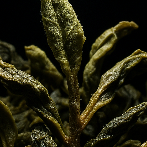 진쉰 차잎 perfume ingredient