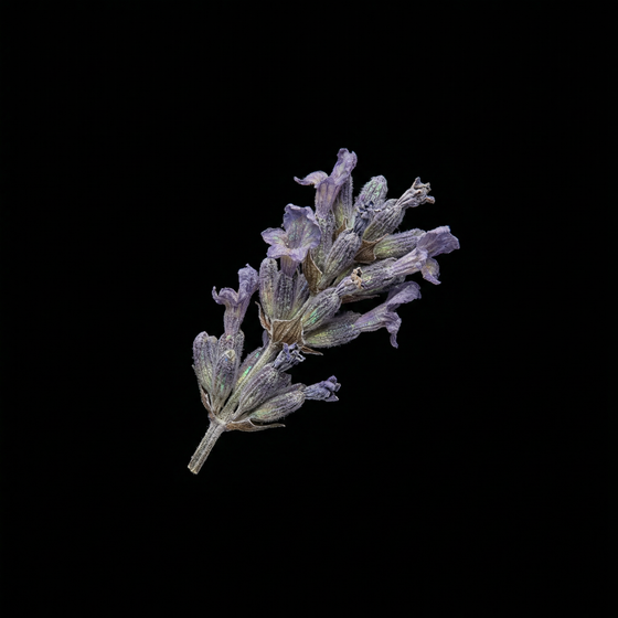 Lavande perfume ingredient