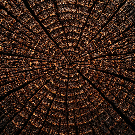 Legno di Mangrovia perfume ingredient