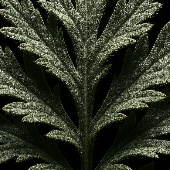 Artemisia perfume ingredient