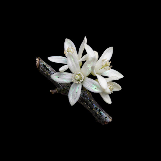Neroli perfume ingredient