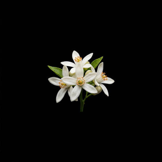 Orange Blossom perfume ingredient