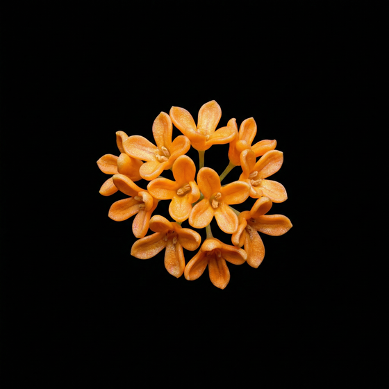Osmanthus perfume ingredient