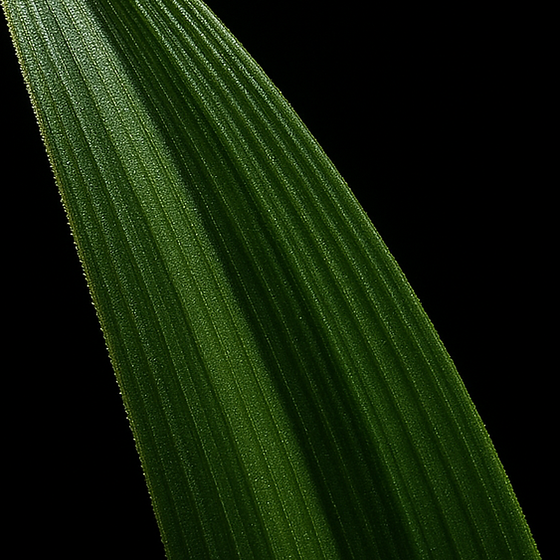 Hoja de Pandano perfume ingredient