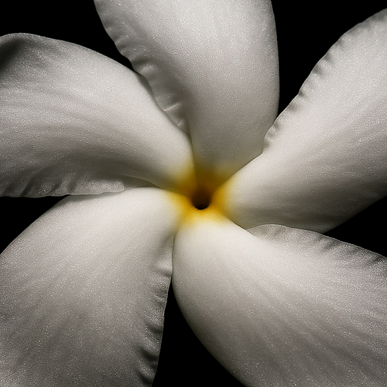 Pinwheel Bloem perfume ingredient