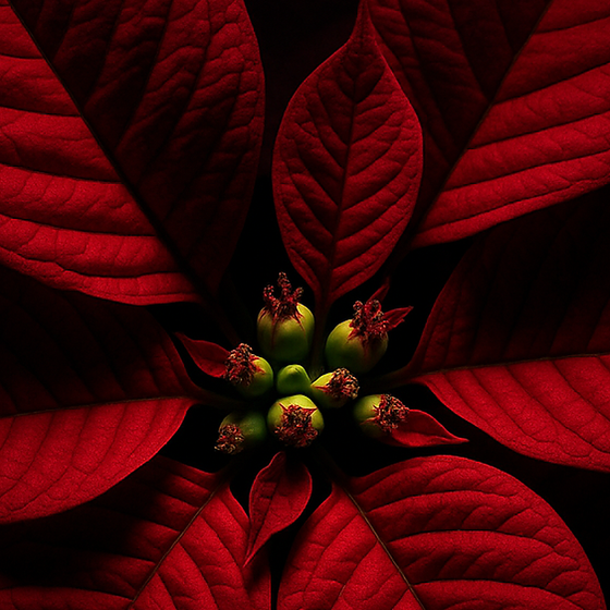 Poinsettia perfume ingredient
