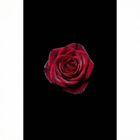 Rose perfume ingredient