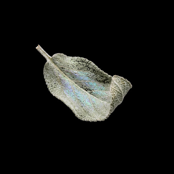 세이지 perfume ingredient