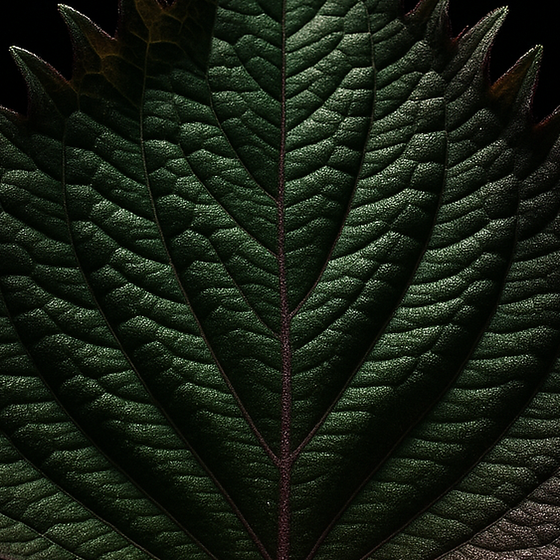 Shiso perfume ingredient