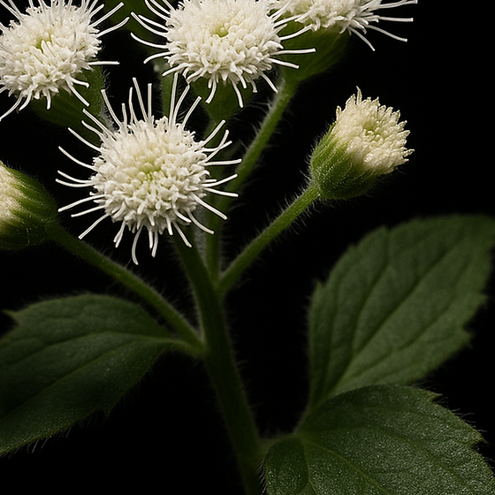 Snakeroot perfume ingredient