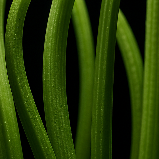 Tallos Verdes perfume ingredient