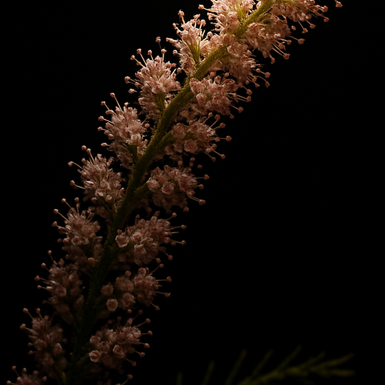 Tamarisco perfume ingredient