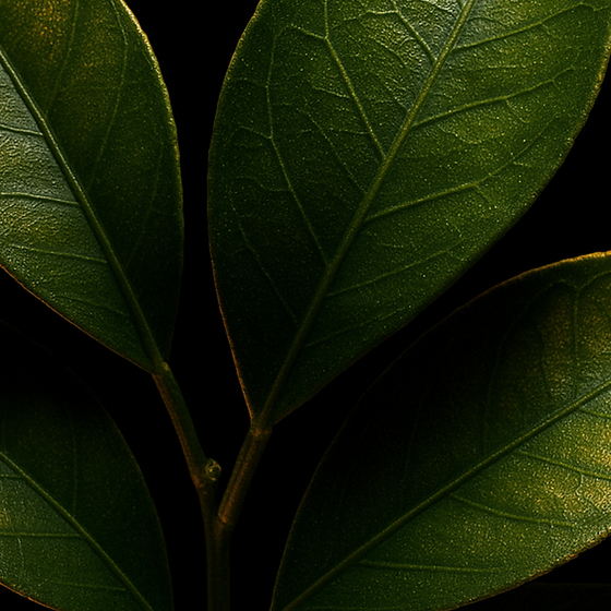 Foglie di mandarino perfume ingredient