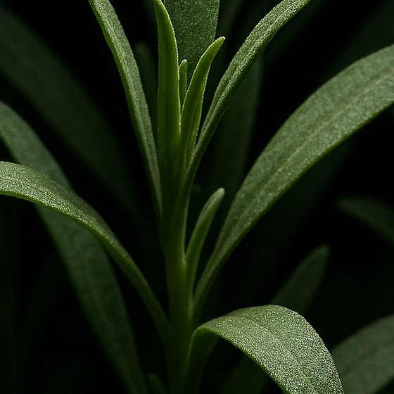 Dragoncello perfume ingredient