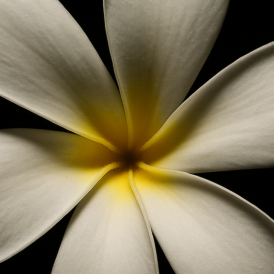 Flor de Tiare perfume ingredient