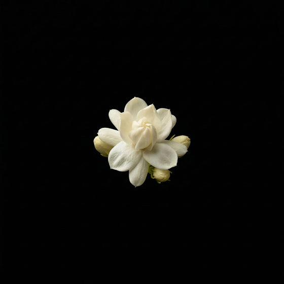 튤립 perfume ingredient
