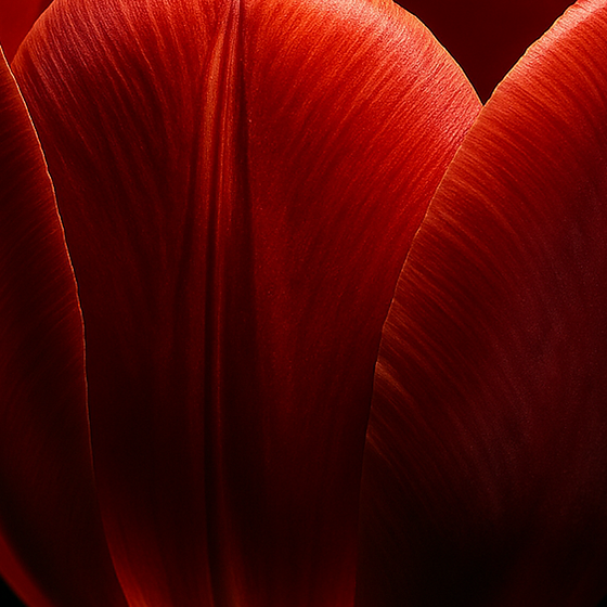 Tulp perfume ingredient