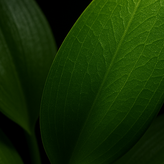 Vanillebladeren perfume ingredient
