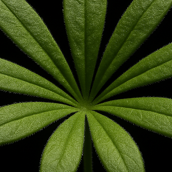 Madeliefje o Galium Odoratum perfume ingredient