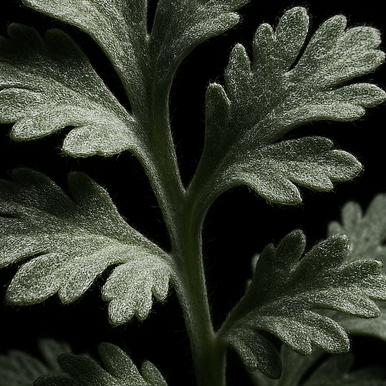 alsem perfume ingredient